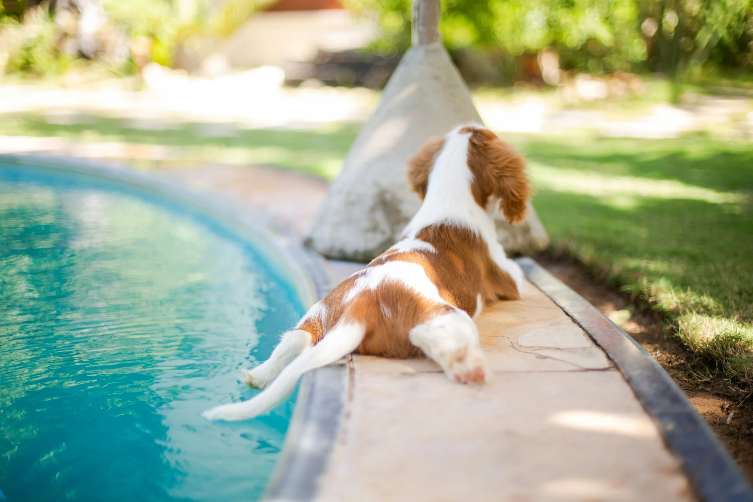 Ein Hund liegt am Pool